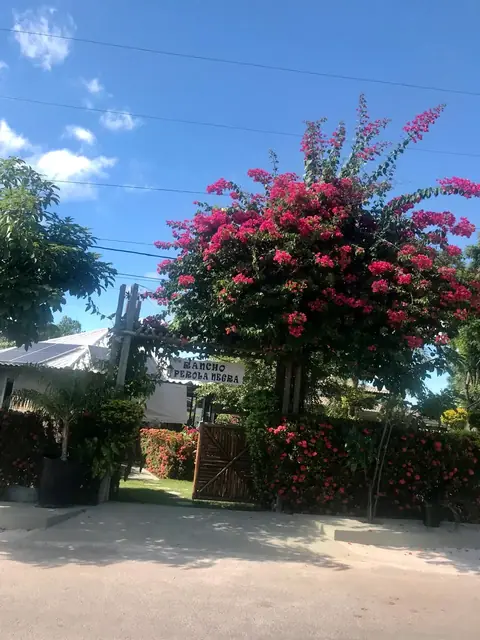 Jardim florido junto à entrada